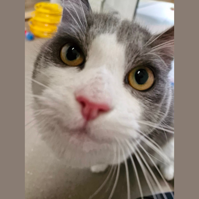 Photo of C1340 Hamish