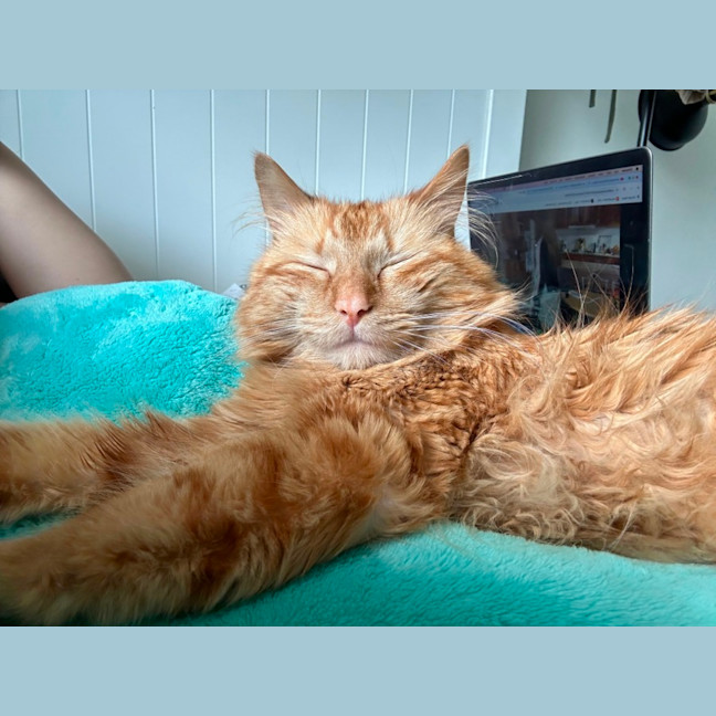 Photo of Flynn