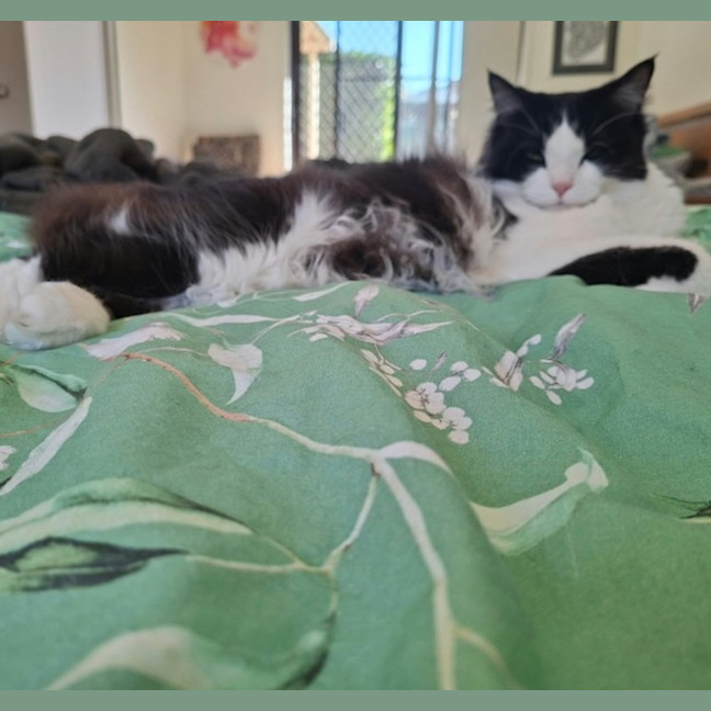 Photo of Lola