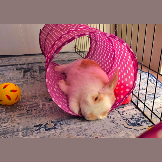 Photo of Biscuit *On Trial*