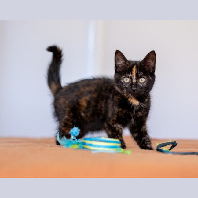 Photo of Tilly