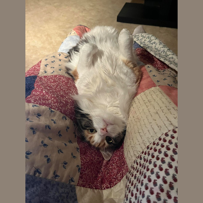 Photo of Prissy