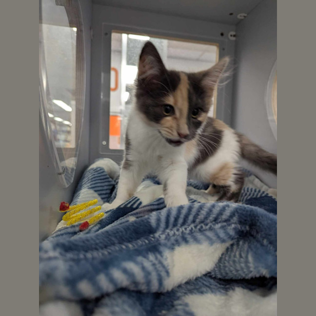 Photo of Betty Rubble 