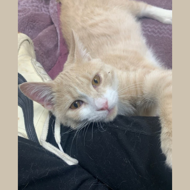 Photo of Creamy Alfredo