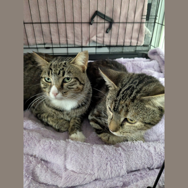 Photo of Miette And Blossom