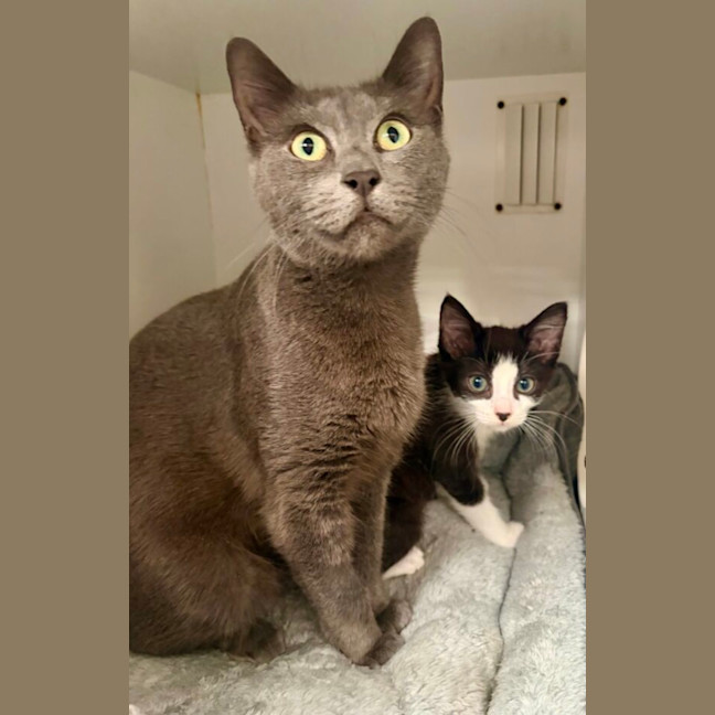 Photo of Bluebelle And Jimmy
