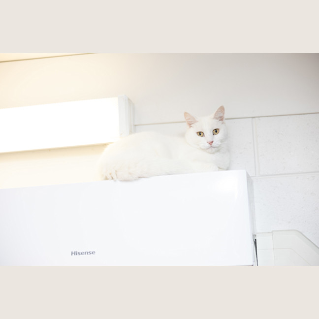 Photo of Biscuit