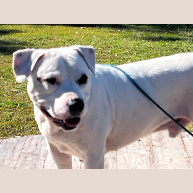 Photo of Bo 