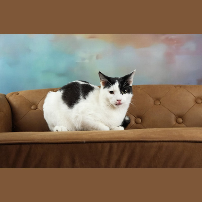 Photo of Sir Pounce A Lot