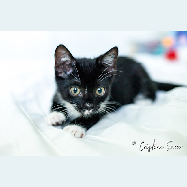 Photo of Oreo