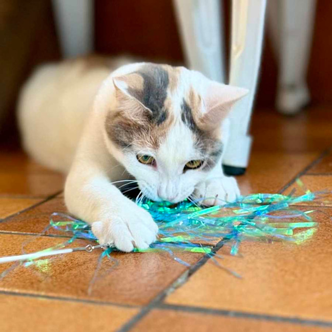 Photo of Bonnie   Located In Avondale Heights