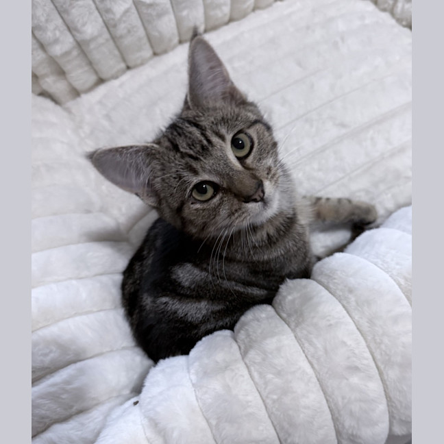 Photo of Chipp