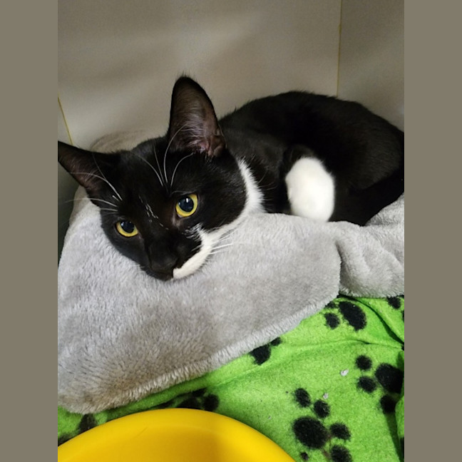 Photo of Sweet Peach