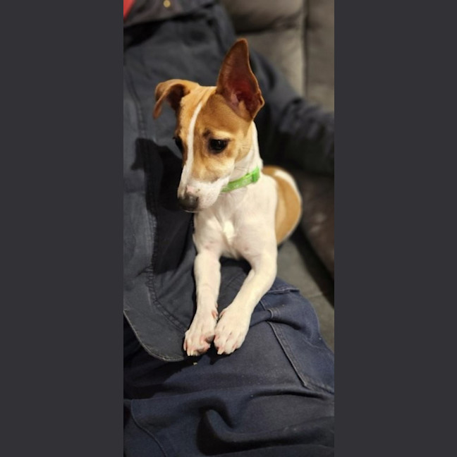 Photo of Aylin   4 Month Old Jack Russell