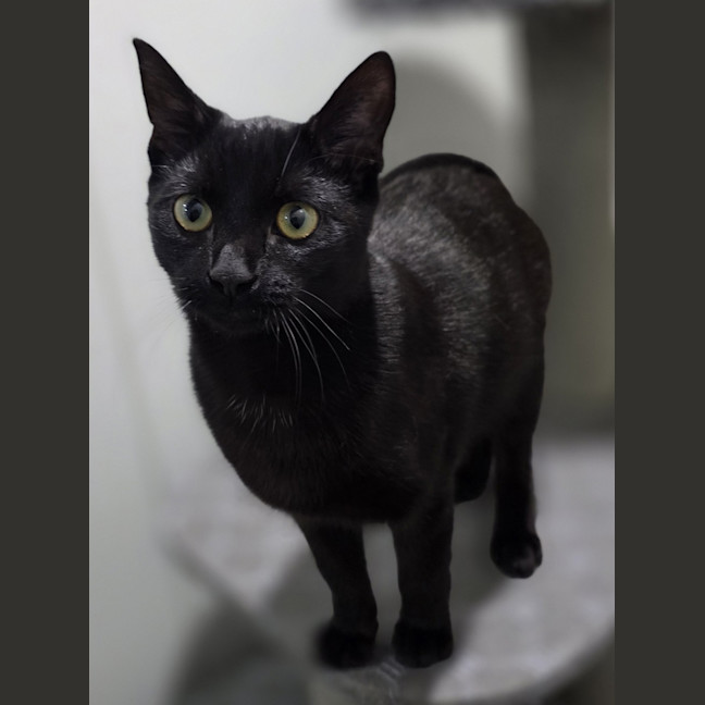 Photo of Toothless