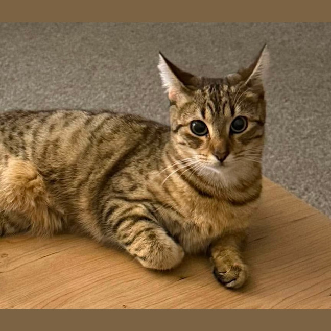 Photo of Trixie   9 Month Old Domestic Short Hair