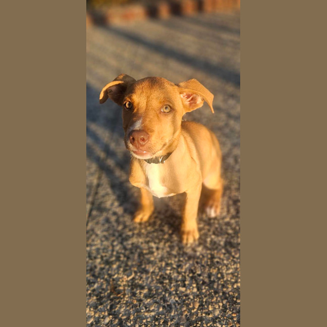 Photo of Tetra