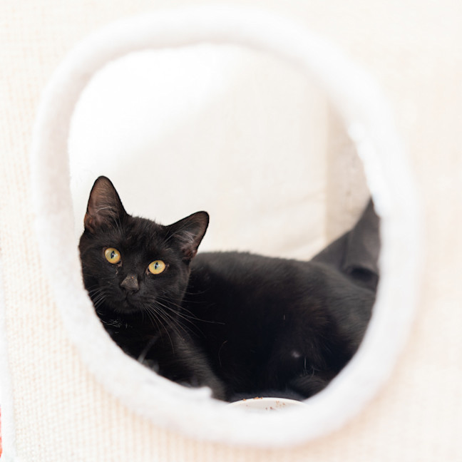 Photo of Midnight
