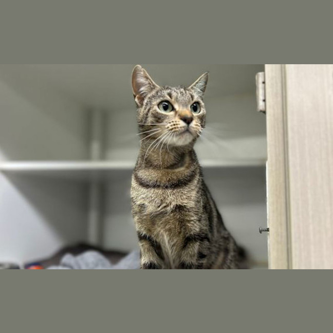 Photo of Sugar Puff
