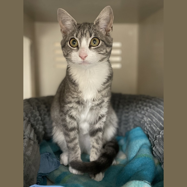 Photo of Adeline *Available At Pet Stock Kingsford*