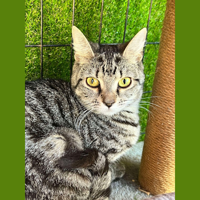 Photo of Milly