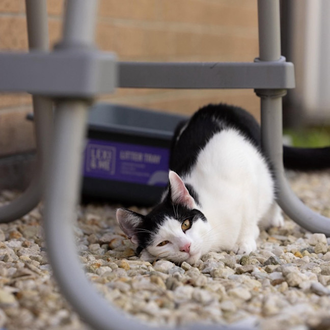 Photo of Chilli   In Foster Care In Cranbourne