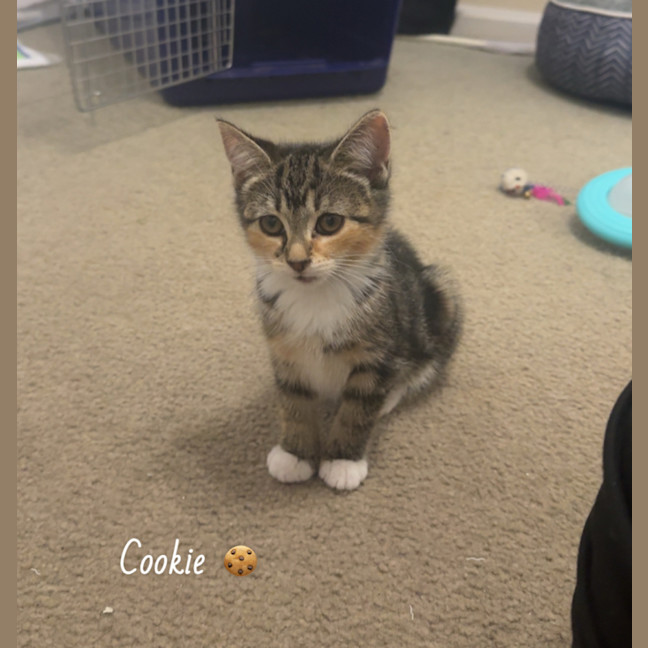 Photo of Cookie