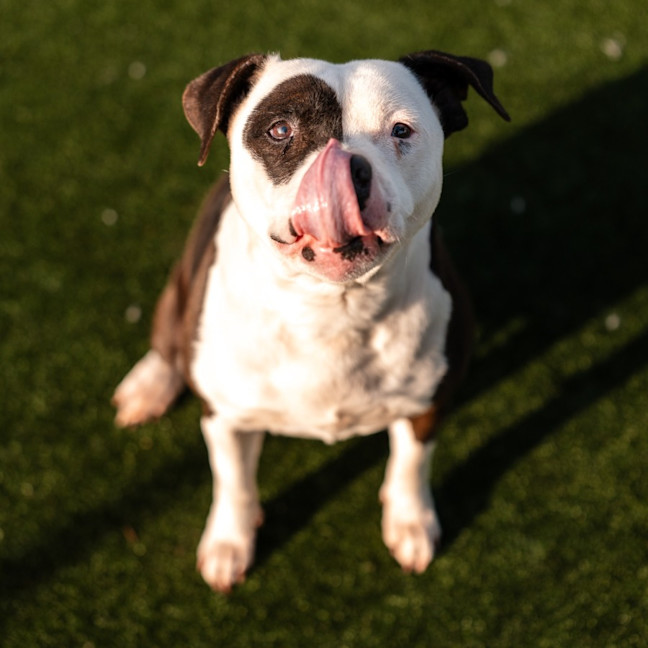 Photo of Storm Imp 1635