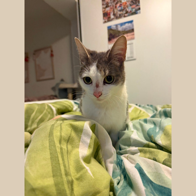 Photo of Thunder
