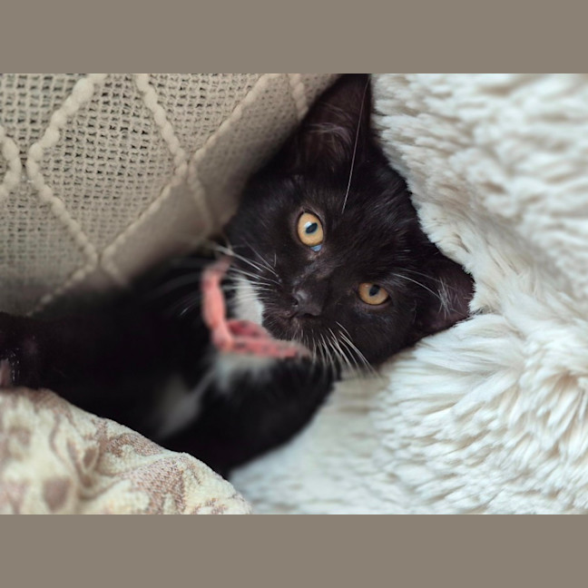 Photo of Oreo & Ivy  3 Month Old Domestic Short Hair 