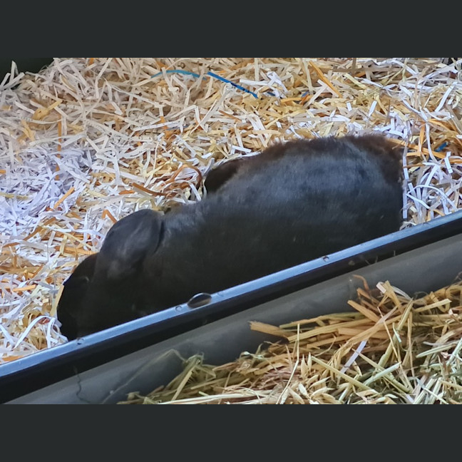 Photo of Bunbun Vinny