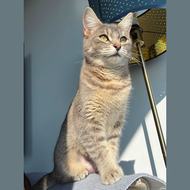 Photo of Misaki The Shiitake Cat