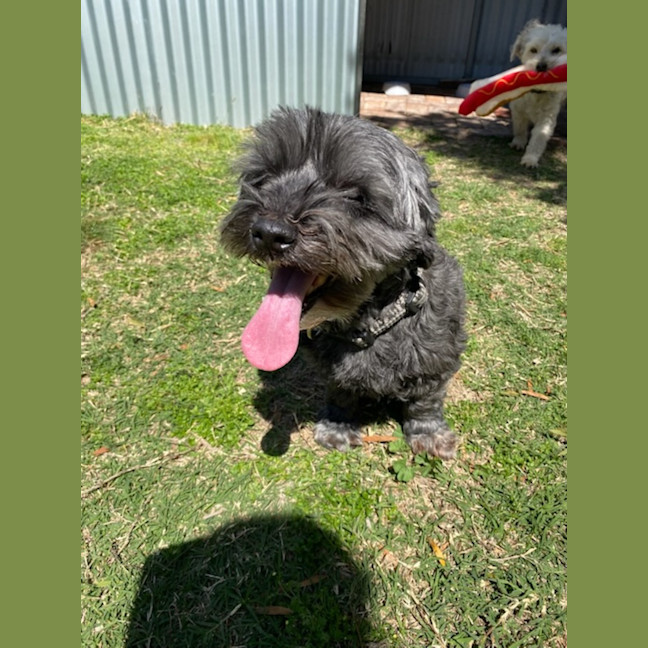 Photo of Marley & Bruno