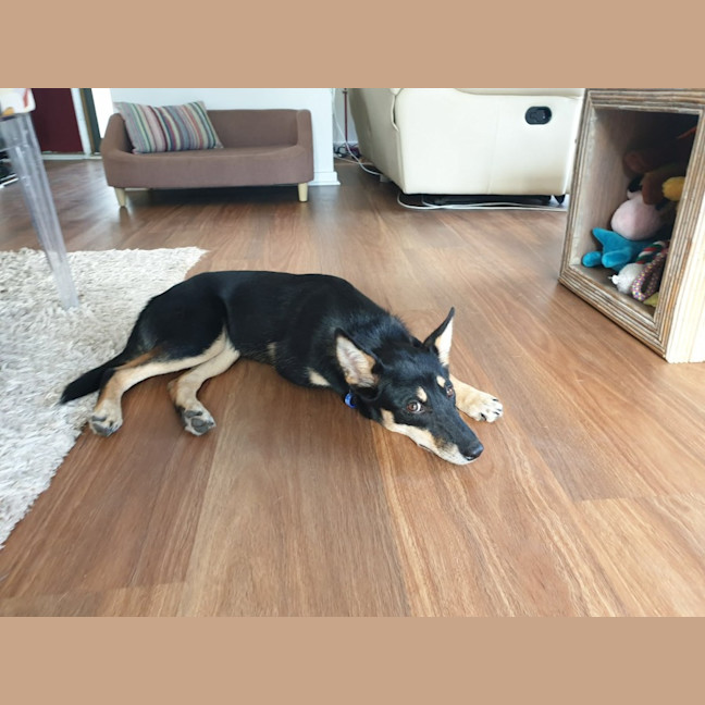 Photo of Ally   6 Month Old Kelpie X