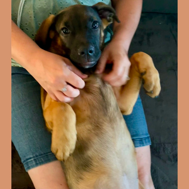 Photo of Lief   12 Week Old German Shepherd X