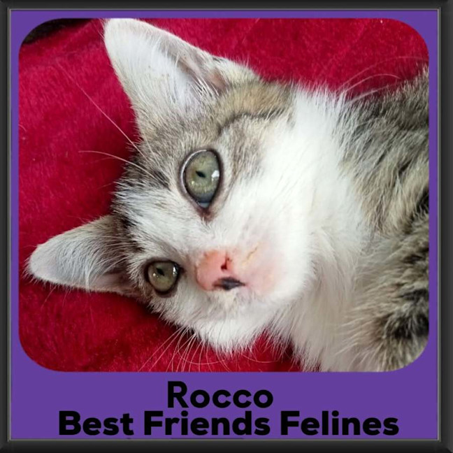 Photo of Rocco 