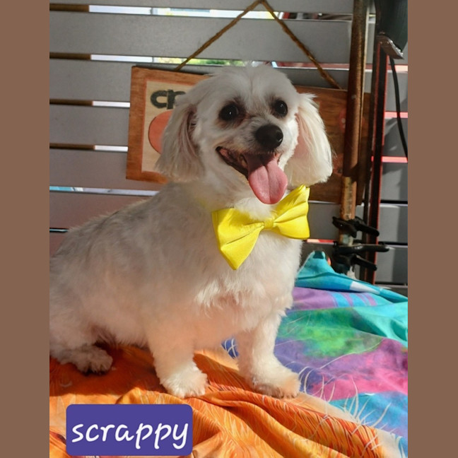 Photo of Scrappy 