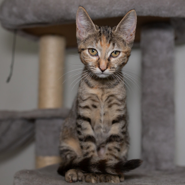 Photo of Juno