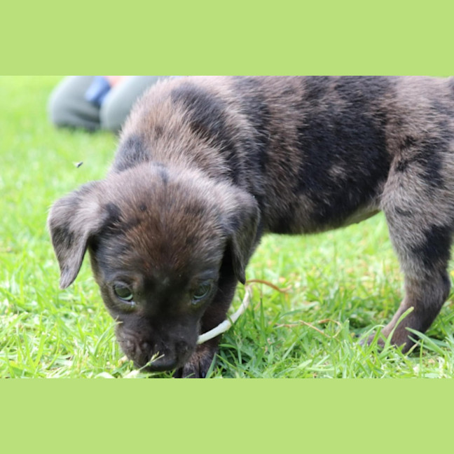 Photo of Charlotte ~ 10 Week Old, Female, Koolie X Labrador