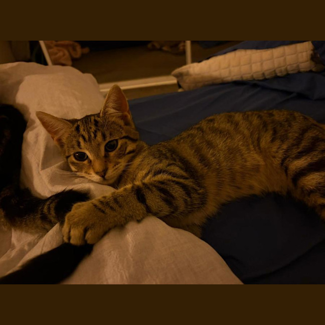 Photo of Pebbles