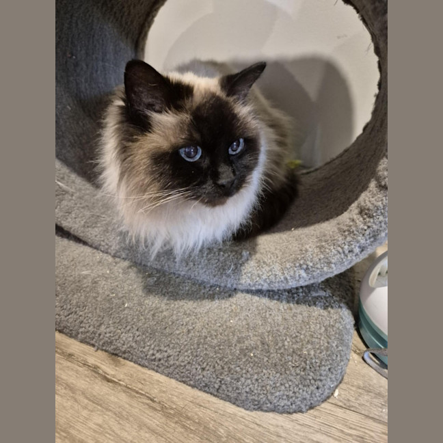 Photo of Fifi **2nd Chance Cat Rescue**