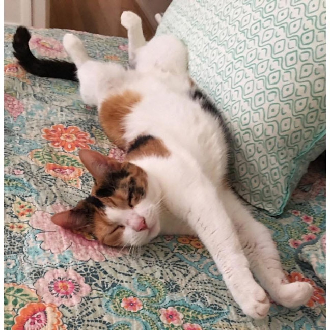 Photo of 11554   Kitty