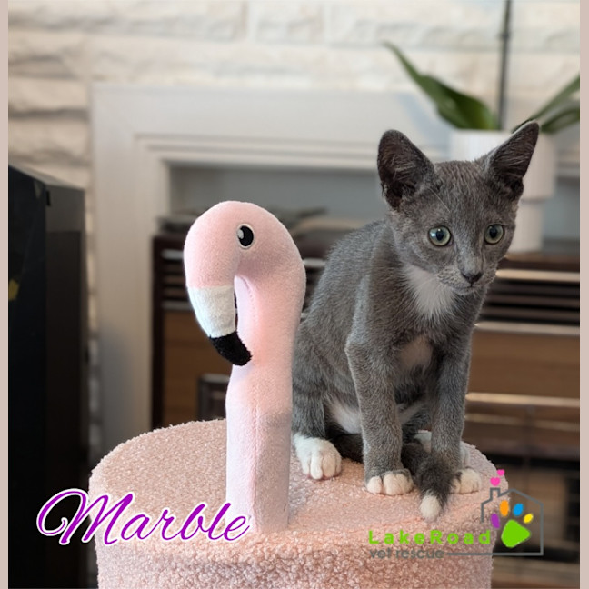 Photo of Marble