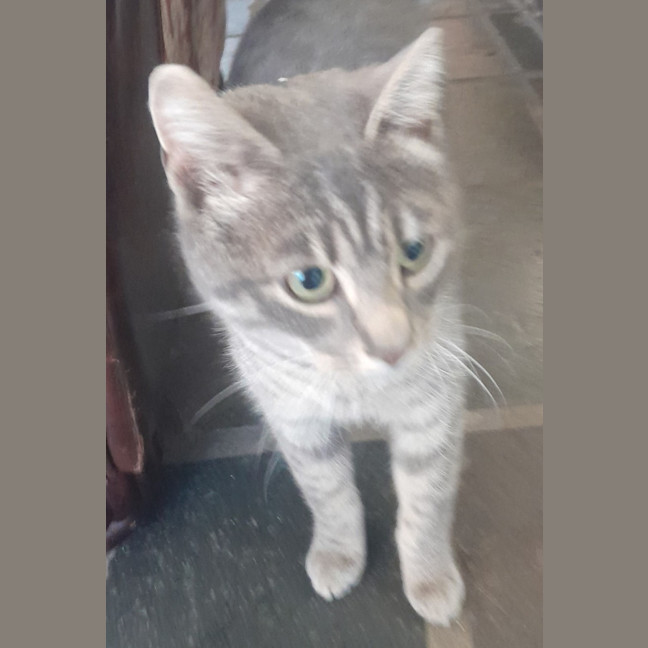 Photo of Adie (Aka Admetus)