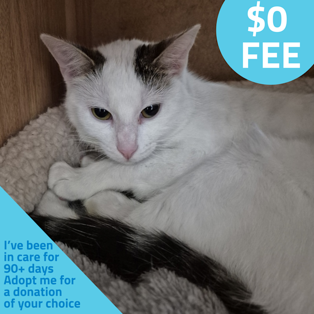 Photo of Marshmallow