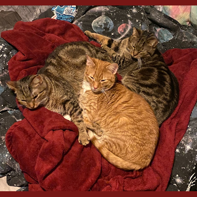 Photo of Eadwulf **2nd Chance Cat Rescue**