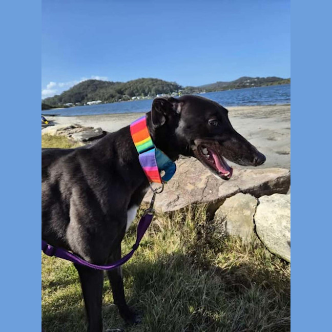 Photo of Poppy, The Cat Friendly Greyhound