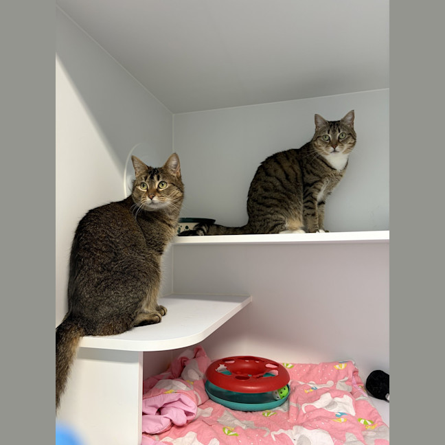 Photo of Nala & Snipps