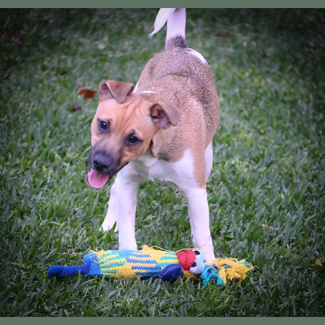 Photo of Cookie