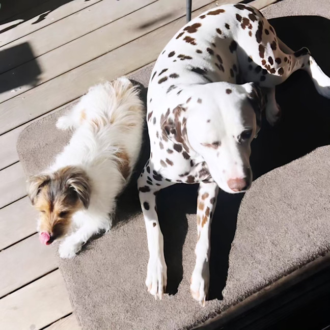 Photo of Maisie